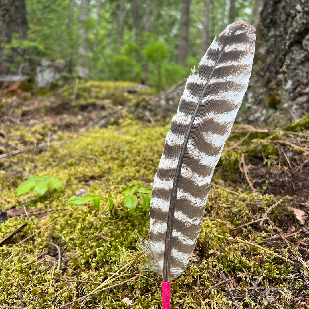 turkey feather in forest with moss and trees