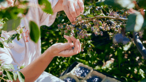 person harvesting blueberries