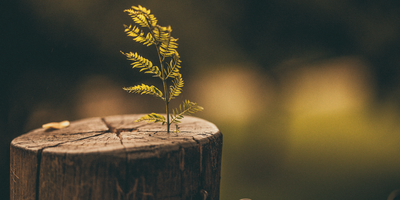 fern sprouting out of log for new beginnings